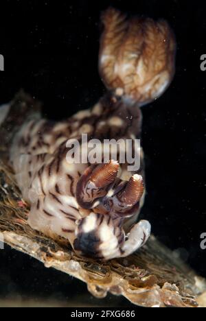 Jorunna Nudibranch, Jorunna rubescens, site de plongée TK1, Straits de Lembeh, Sulawesi, Indonésie Banque D'Images