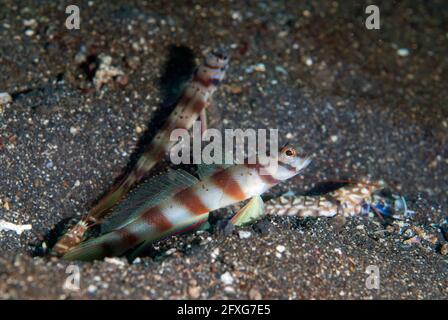 Paire de Slantbar Shrimpgoby, Amblyeleotris diagonalis, avec crevettes tigrées, Alpheus bellulus, site de plongée sur le versant MakaWide, détroit de Lembeh, Sulawe Banque D'Images