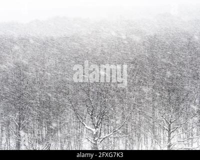 vue sur le blizzard de neige au-dessus de la forêt en hiver couvert jour Banque D'Images