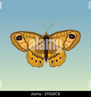Illustration vectorielle d'un mégera de Lasiommata ou d'un mur brun Papillon l'arrière-plan est un dégradé bleu clair vert Illustration de Vecteur
