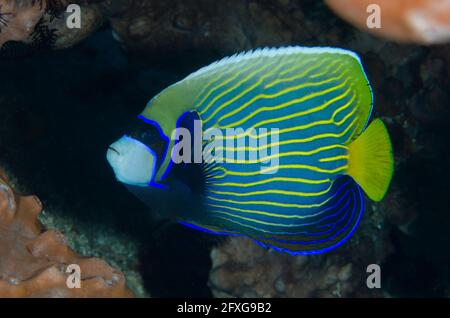 L'empereur Angelfish, l'imperméable de Pomacanthus, le site de plongée de Mimpang, Candidasa, Bali, Indonésie, Océan Indien Banque D'Images