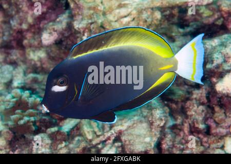 Whitecheek Surgeonfish, Acanthurus nigricans, site de plongée Flying Fish Cove, Christmas Island, Australie Banque D'Images