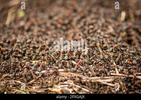 Grand anthill et nid de formica rufa, également connu sous le nom de fourn de bois rouge, fourn de bois sud, ou fourn de cheval, gros plan Banque D'Images