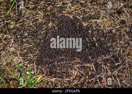 Grand anthill et nid de formica rufa, également connu sous le nom de fourn de bois rouge, fourn de bois sud, ou fourn de cheval, gros plan Banque D'Images