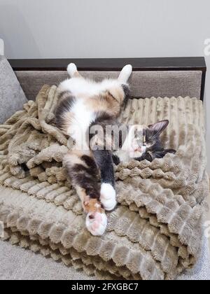 Tricolor chat dorment sur le dos sur le canapé, un adorable animal duveteux dort avec ses pattes blanches étirées. Drôle chaton est couché avec les yeux fermés i Banque D'Images
