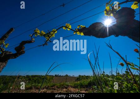 Nouveau bug et laisse pousser au début de printemps sur un treillis de vigne vignoble de Bordeaux Banque D'Images