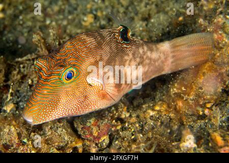 Pufferfish à pois fins, Canthigaster compressa, Coral Reef, Lembeh, North Sulawesi, Indonésie, Asie Banque D'Images