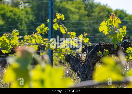 Nouveau bug et laisse pousser au début de printemps sur un treillis de vigne vignoble de Bordeaux Banque D'Images