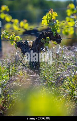 Nouveau bug et laisse pousser au début de printemps sur un treillis de vigne vignoble de Bordeaux Banque D'Images