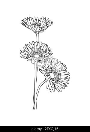 Un bouquet de trois fleurs de gerbera. Style Doodle. Illustration vectorielle Illustration de Vecteur