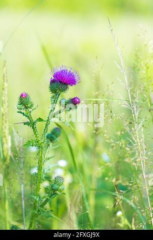 Le chardon aux fleurs violettes et à l'herbe poussent sur un pré sauvage Banque D'Images