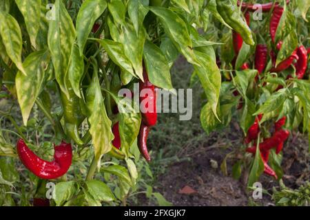 Plantes du poivron rouge qui, séché, sera utilisé pour faire le célèbre pirentón de la Vera, à la Vera, Cáceres, Estrémadure. Espagne. Banque D'Images