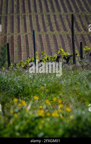 Nouveau bug et laisse pousser au début de printemps sur un treillis de vigne vignoble de Bordeaux Banque D'Images