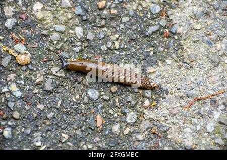 Vue sur le Slug espagnol (Arion lusitanicus) sur une route tarmac. Berne, Suisse Banque D'Images