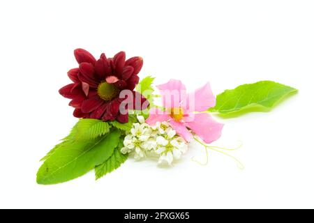 Fleurs de chrysanthème et de cerise d'oiseau avec un super-réducteur rose fleur sur blanc Banque D'Images