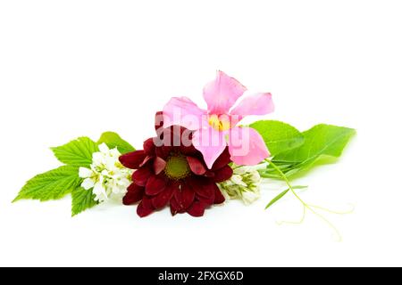 Fleurs de chrysanthème et de cerise d'oiseau avec un super-réducteur rose fleur sur blanc Banque D'Images