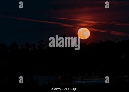 La super lune du 26 mai 2021 vue de la province de Pise, Toscane, Italie, Europe, s'élève sur une forêt d'arbres Banque D'Images