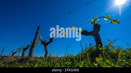 Nouveau bug et laisse pousser au début de printemps sur un treillis de vigne vignoble de Bordeaux Banque D'Images