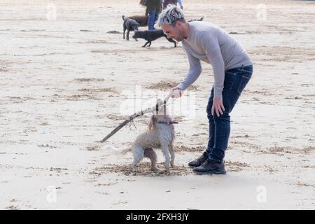 Mawgan Porth Beach à Cornwall, au Royaume-Uni ; les propriétaires de chiens et leurs chiens jouent ensemble sur une plage qui accepte les chiens. Banque D'Images