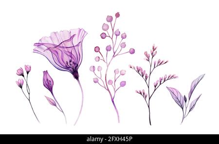 Fleurs aquarelles. Collection de fleur de cloche transparente, feuilles, branches de couleur pourpre. Illustration botanique peinte à la main Banque D'Images