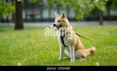Portrait du chien de surface verte Allemagne, plein air, chien, jour, marron Banque D'Images
