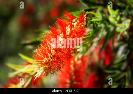 Magnifique fleur rouge d'un pinceau de fleur de bottlebrush australien. Banque D'Images