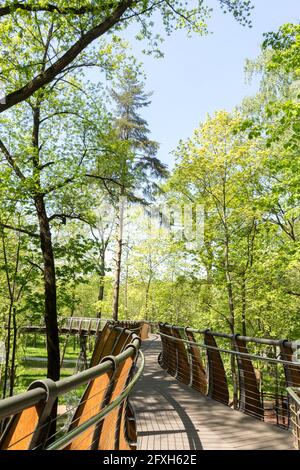 Russie, Moscou: Sentier écologique aérien parmi les couronnes d'arbres, parc VDNH, printemps. Banque D'Images