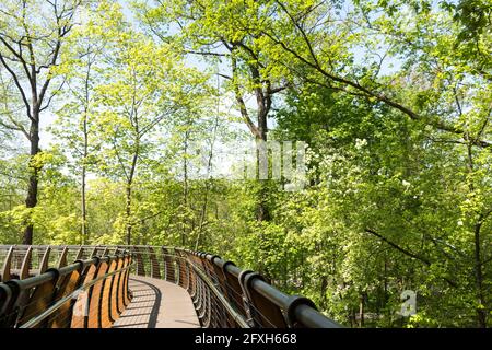 Russie, Moscou: Sentier écologique aérien parmi les couronnes d'arbres, parc VDNH, printemps. Banque D'Images