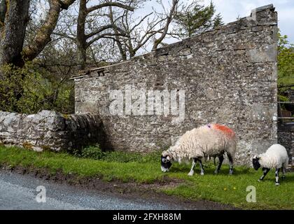 « herbe verte », Whaw, Arkengarthdale, Yorkshire Dales, Royaume-Uni Banque D'Images