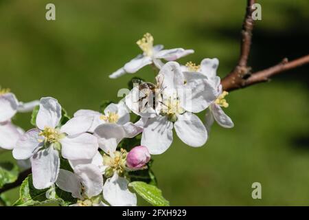 Abeille assise sur fleurs de pomme en fleur. Banque D'Images