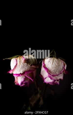 Fleurs séchées de roses blanches sur fond noir. Photo prise sous une lumière artificielle douce. Banque D'Images