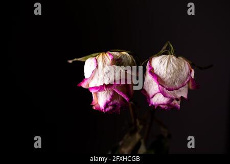 Fleurs séchées de roses blanches sur fond noir. Photo prise sous une lumière artificielle douce. Banque D'Images