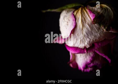 Fleurs séchées de roses blanches sur fond noir. Photo prise sous une lumière artificielle douce. Banque D'Images