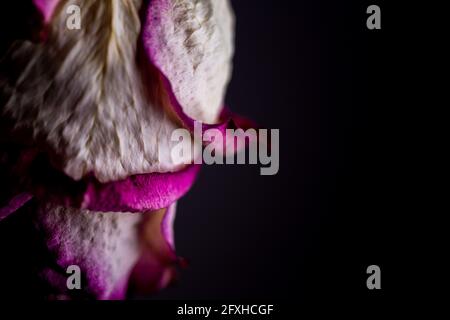 Fleurs séchées de roses blanches sur fond noir. Photo prise sous une lumière artificielle douce. Banque D'Images