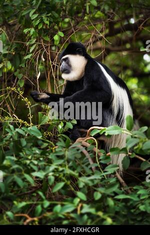 Colobus noir et blanc - Colobus guereza, beau primate noir et blanc des forêts et des terres boisées africaines, forêt de Harenna, Éthiopie. Banque D'Images