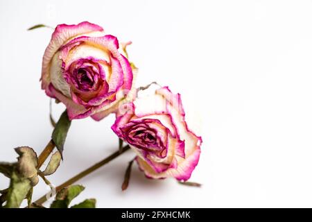 Fleurs séchées de roses blanches sur fond blanc. Photo prise sous une lumière artificielle douce. Banque D'Images