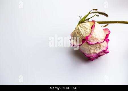 Fleurs séchées de roses blanches sur fond blanc. Photo prise sous une lumière artificielle douce. Banque D'Images