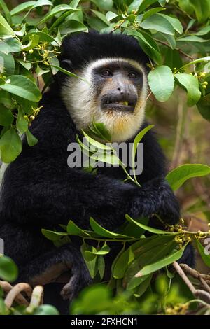 Colobus noir et blanc - Colobus guereza, beau primate noir et blanc des forêts et des terres boisées africaines, forêt de Harenna, Éthiopie. Banque D'Images