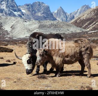 yak, groupe de deux yaks sur le chemin du camp de base de l'Everest - montagnes de l'Himalaya du Népal Banque D'Images