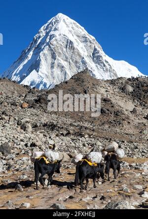 Caravane de yaks sur le chemin du camp de base de l'Everest Et le Mont Pumo ri - Népal Himalaya montagnes Banque D'Images