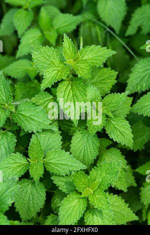 L'ortie, Urtica dioica Banque D'Images