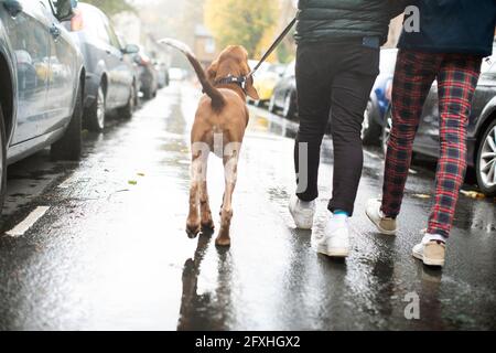 Chien de marche de couple gay sur la rue des pluies Banque D'Images