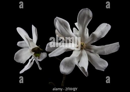 Gros plan de la fleur blanche d'un Kobushi Magnolia isolé sur fond noir, également appelé Magnolia kobus Banque D'Images