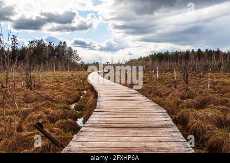 Sentier de randonnée sur les planches qui traversent le Moor In La forêt Banque D'Images