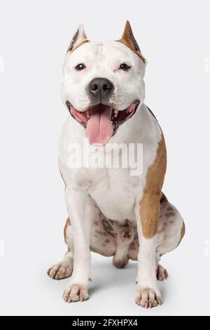 Gros plan portrait d'un chien de race staffordshire terrier en regardant l'appareil photo isolé sur fond blanc de studio. Banque D'Images