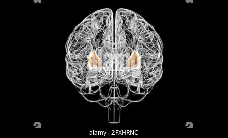Brain Putamen Anatomy for Medical concept Illustration 3D Banque D'Images