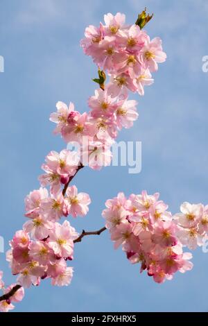 Rose Cherry Blossom branche bleu ciel fond de cerisier japonais Banque D'Images