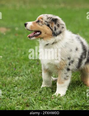 Incroyable chiot berger australien debout dans le jardin Banque D'Images