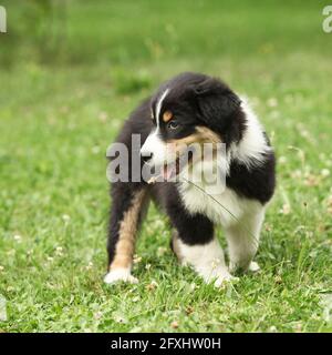 Incroyable chiot berger australien debout dans le jardin Banque D'Images