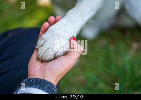 La main de la femme tient un paw de chien blanc Banque D'Images